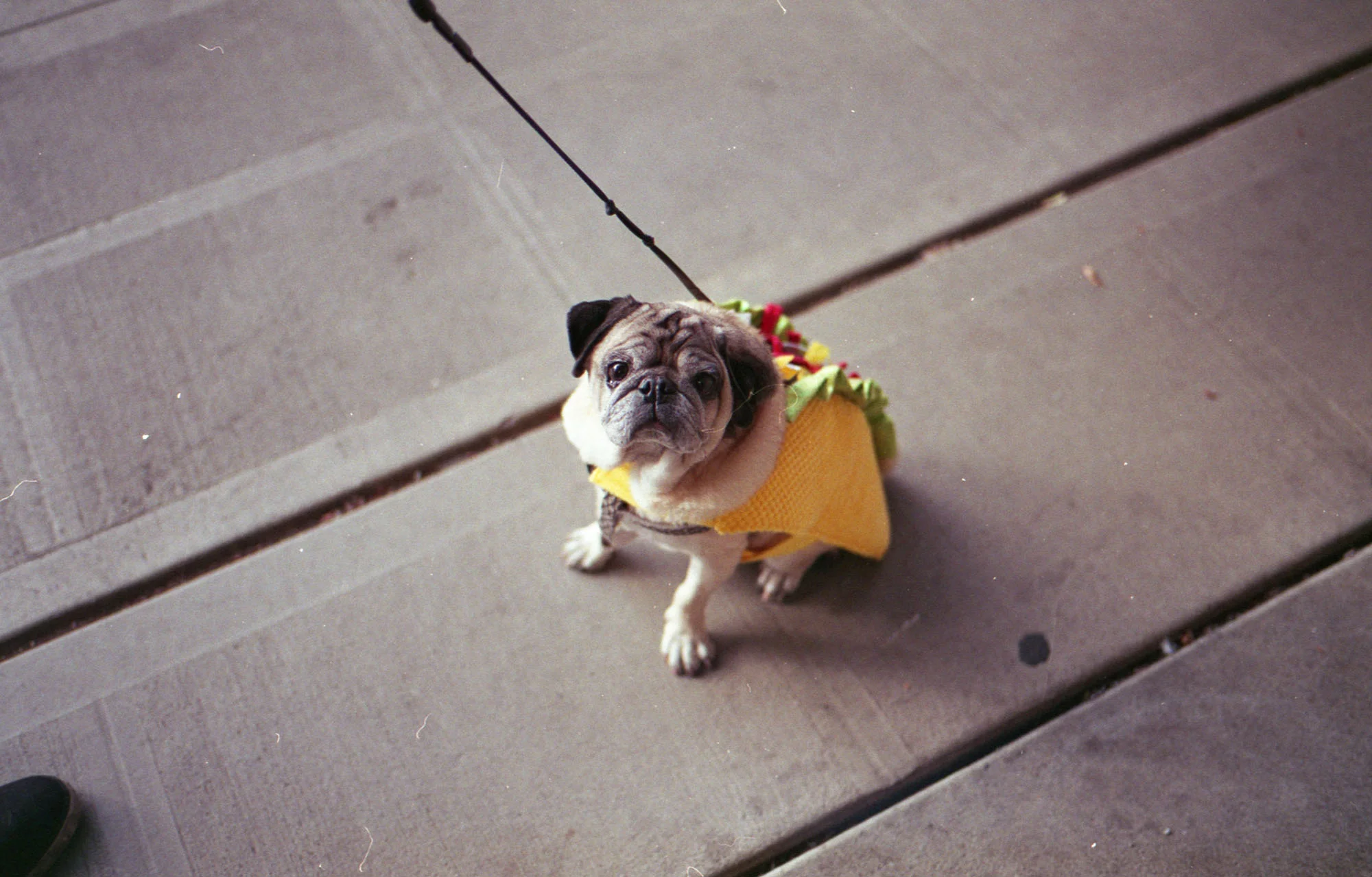 Pugs clearance sunglasses m6